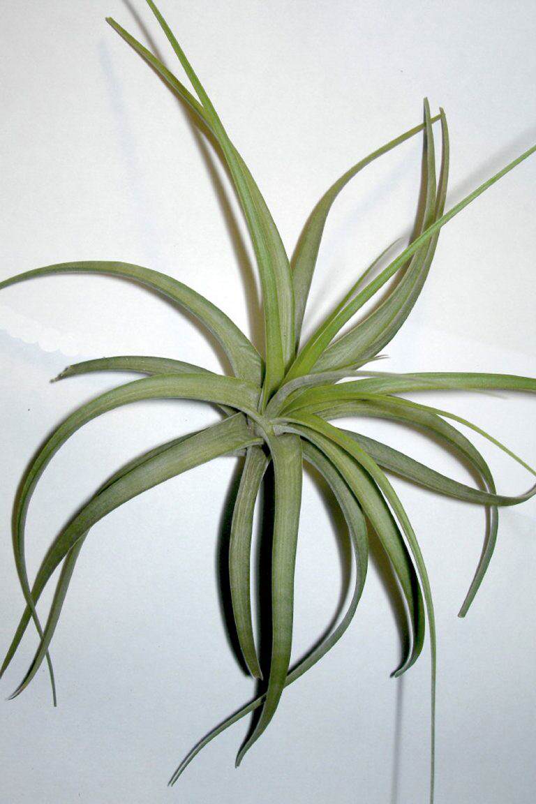 Colección de Tillandsias – VIVERS ALBOGARDEN