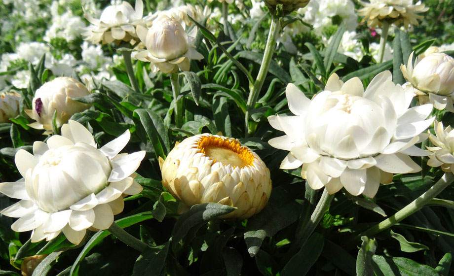 Bracteantha, flor de papel