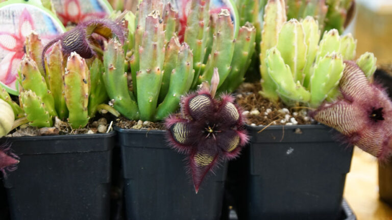 Stapelia Caralluma Huernia Y Orbea Vivers Albogarden