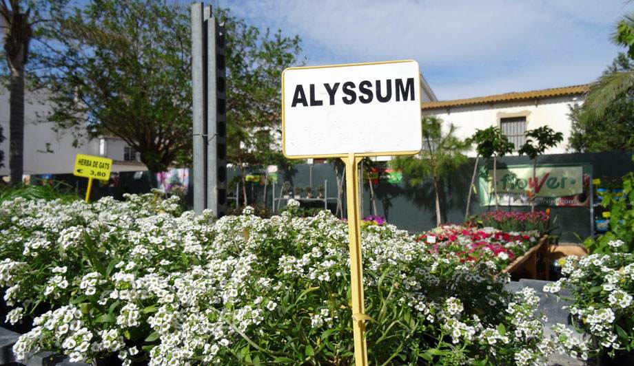 Alyssum blanco