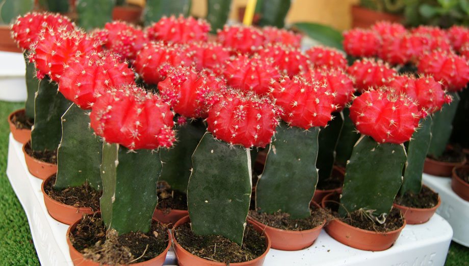 Bandeja de cactus injertados