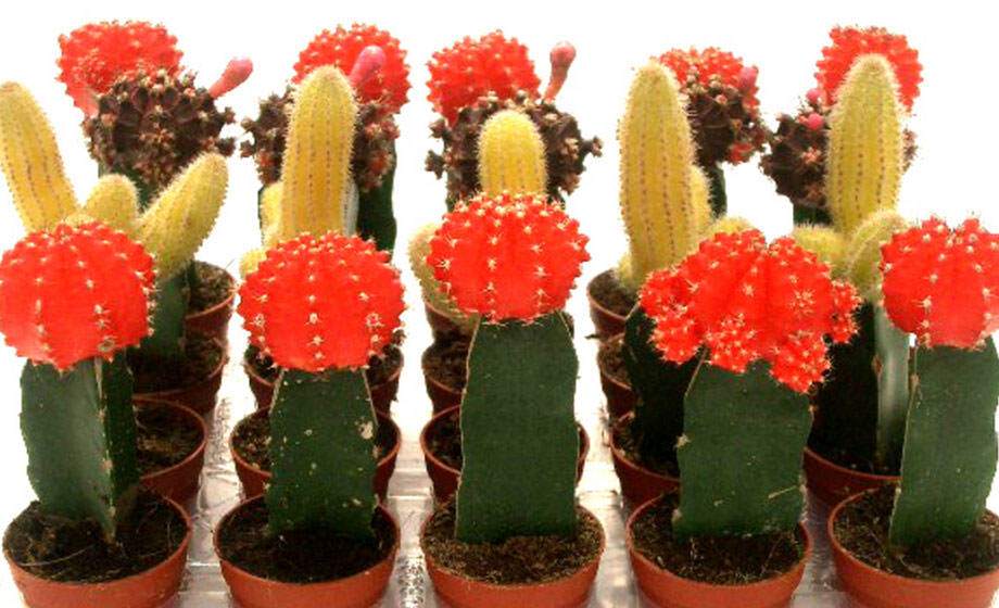 Cactus injertados