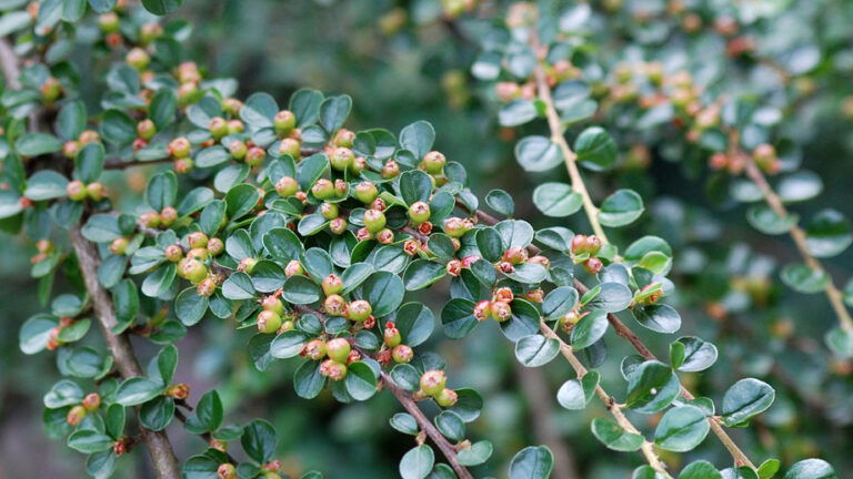 Cotoneaster Vivers Albogarden