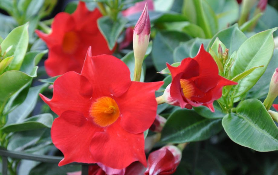 Flores de Dipladenia sanderi rojas