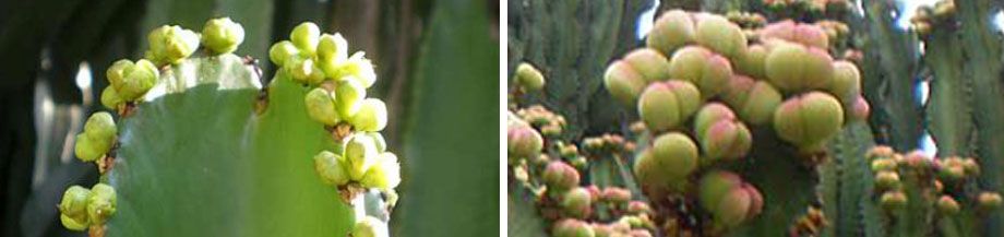 Flores y fruto de la Euphorbia candelabrum