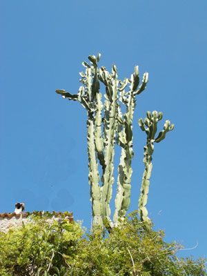 Euphorbia candelabrum en jardín