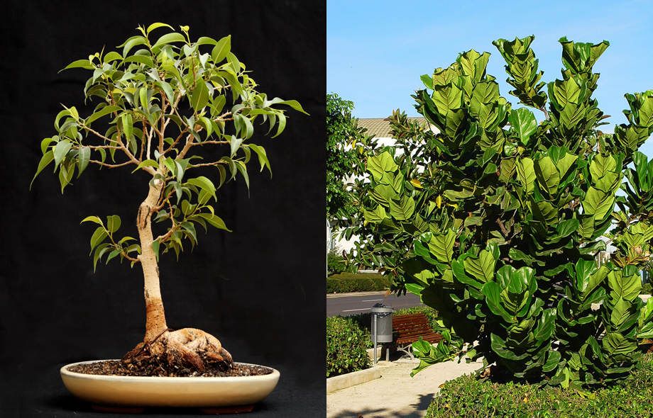 Ficus retusa en bonsai y Ficus lyrata en jardín