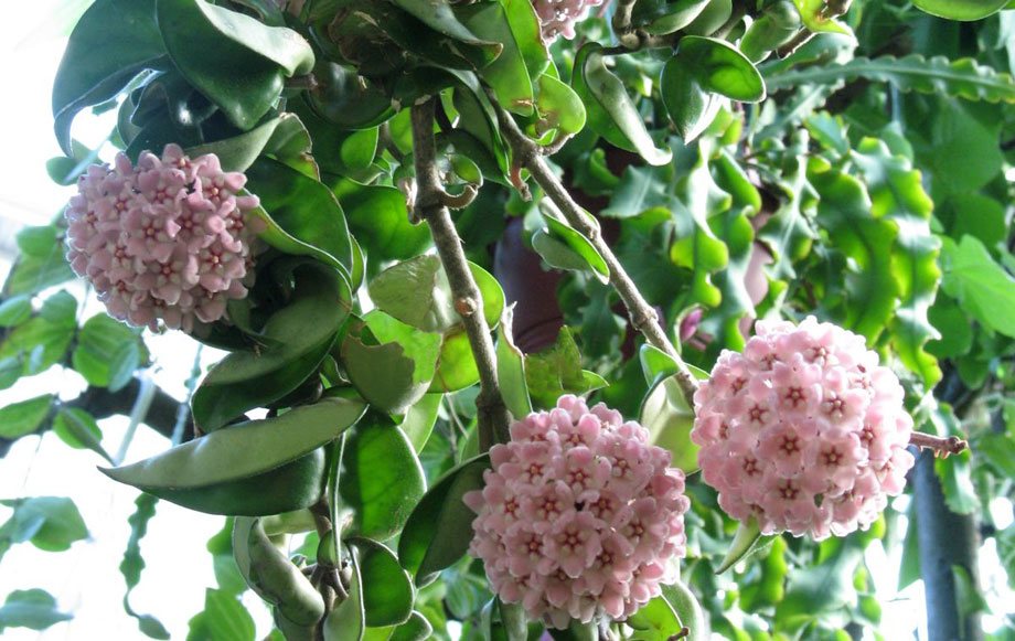 Flores de Hoya carnosa