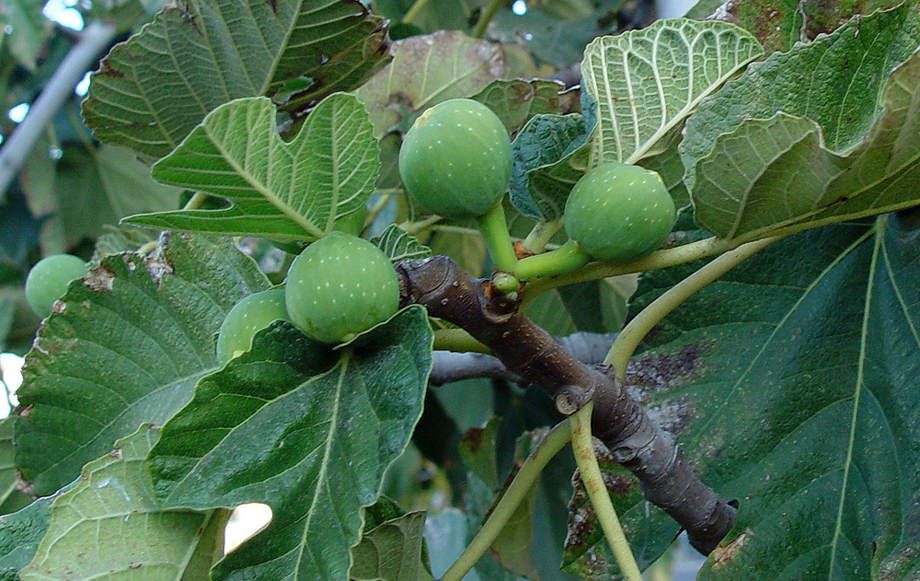 Frutos del Ficus carica