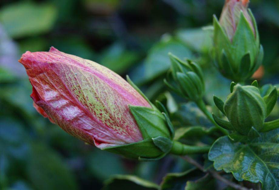 Flor en capullo de Hibiscus rosa-simensis
