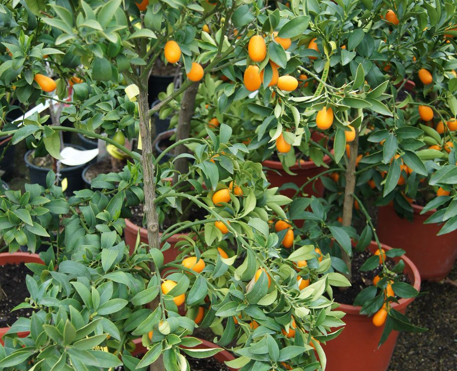 Plantas de Kumquat