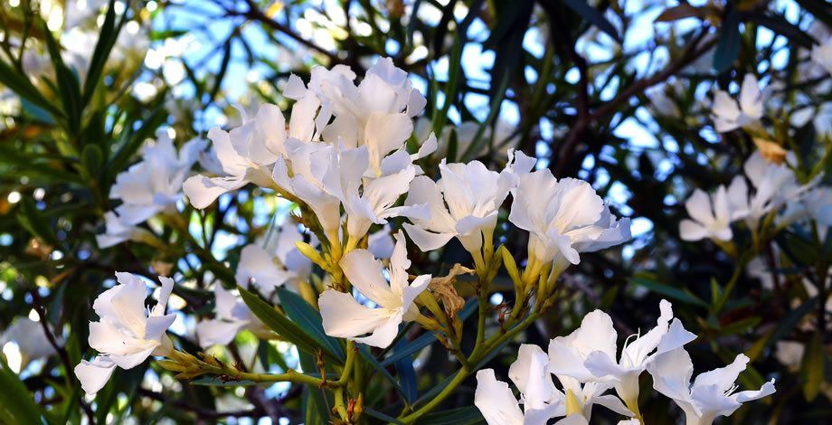 Nerium oleander en color blanco