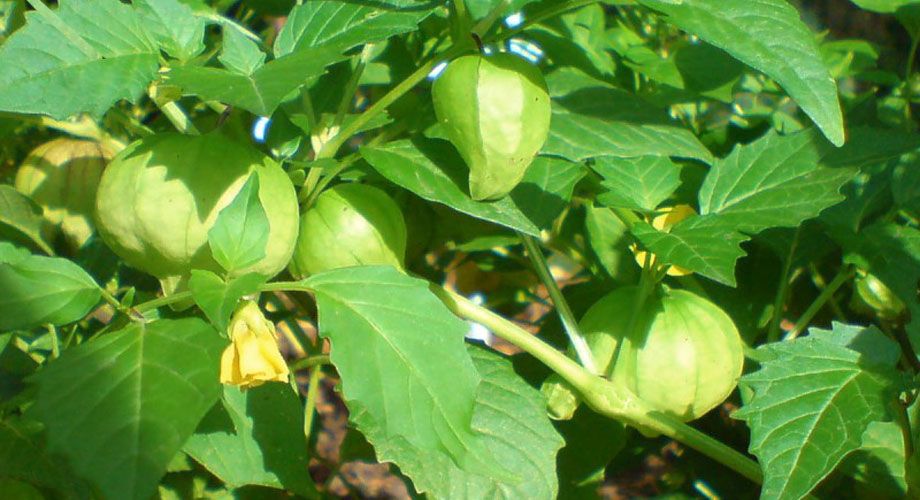 Tomatillo, Physalis peruviana