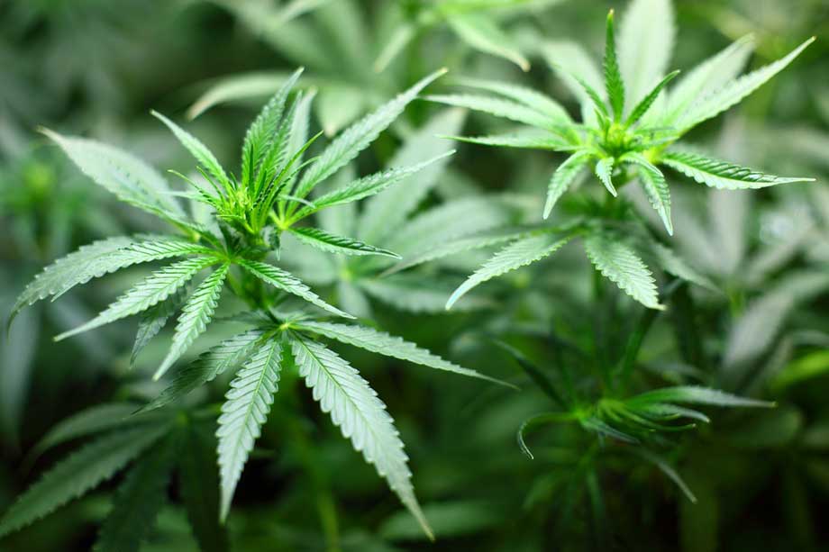 Plantas de marihuana o cannabis