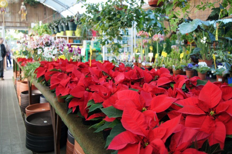 Flor de Pascua o Poinsettia – VIVERS ALBOGARDEN