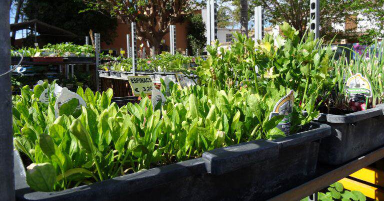 Plantas para huerto – VIVERS ALBOGARDEN