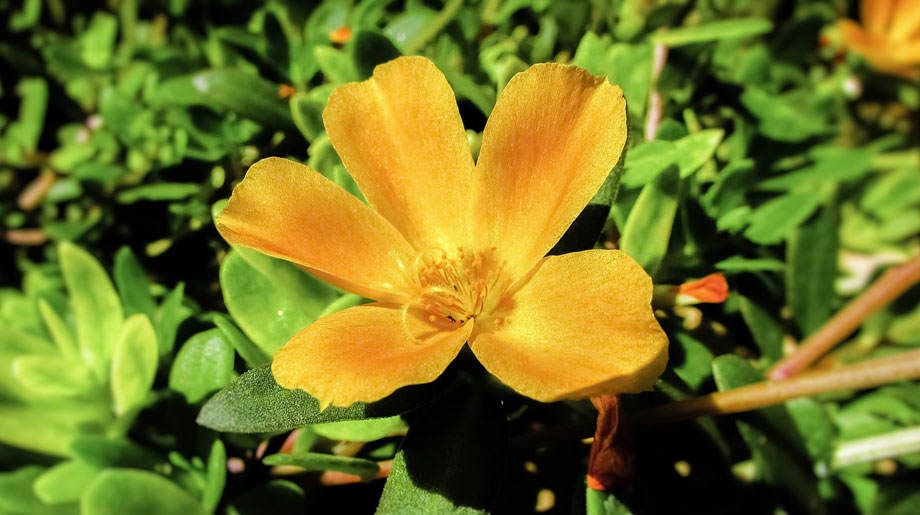 Portulaca grandiflora en amarillo