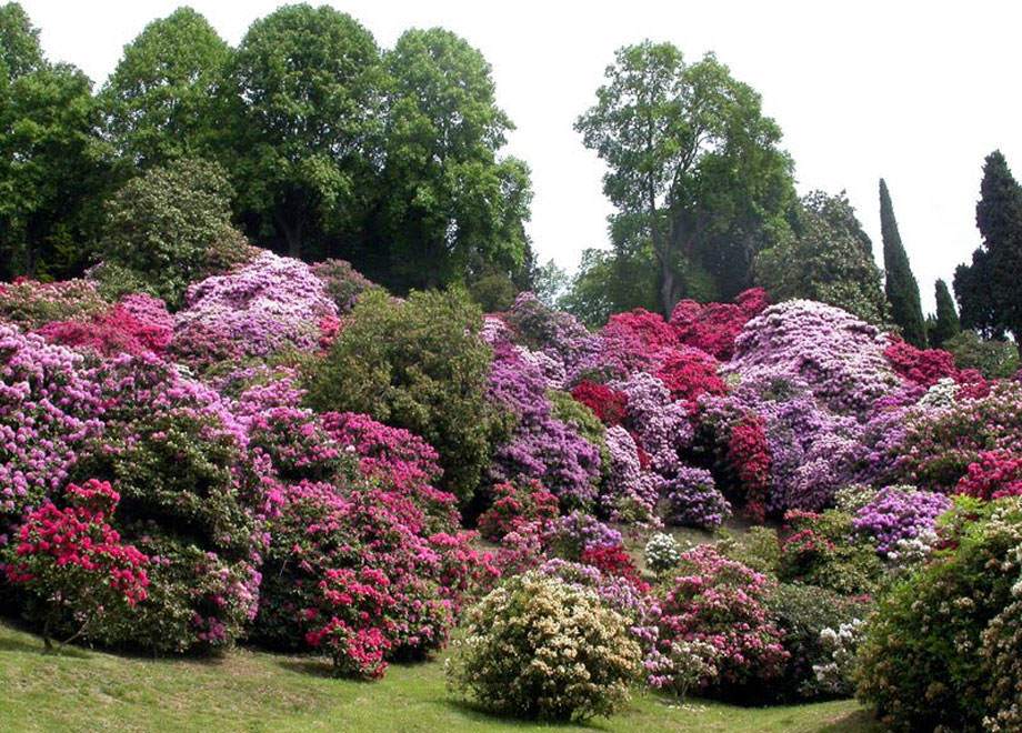 Jardín de Rhododendros