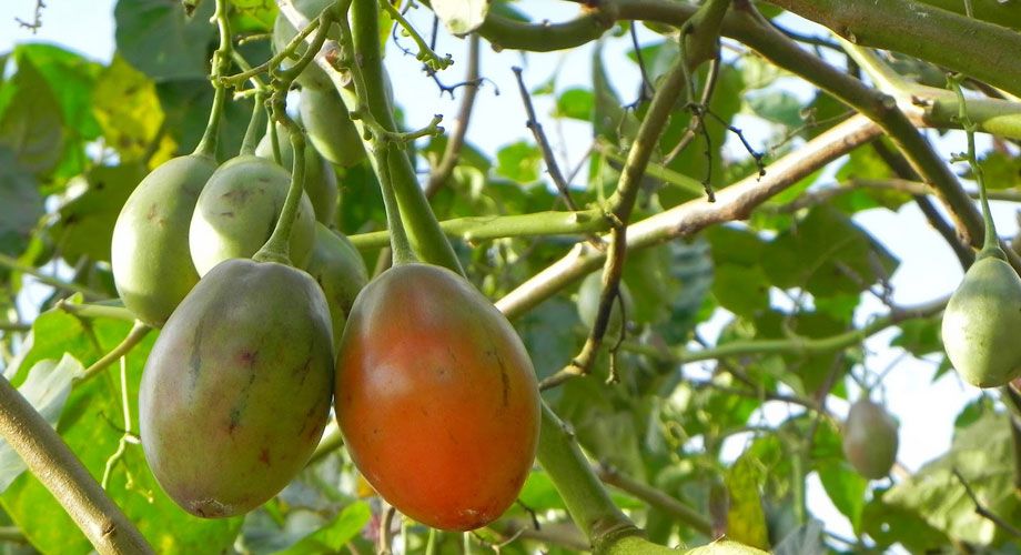 Tamarillo, Solanum betaceum