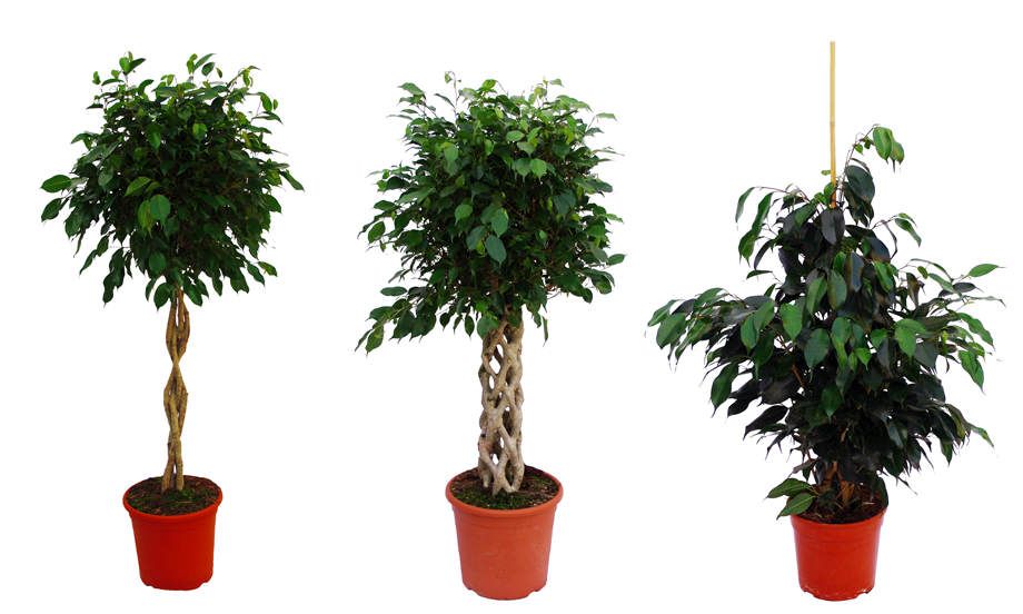 Tipos de Ficus benjamina