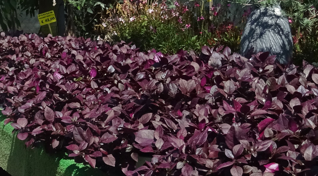 Alternanthera dentata en Albogarden