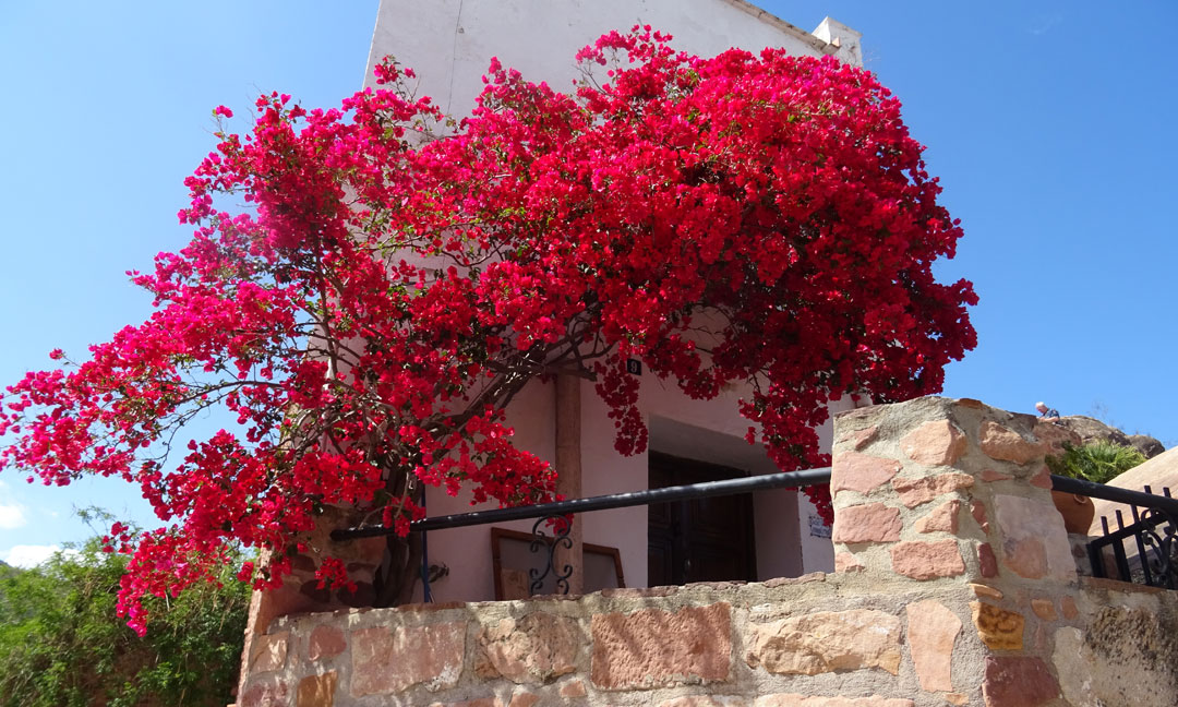 Bougainvillea en fachada