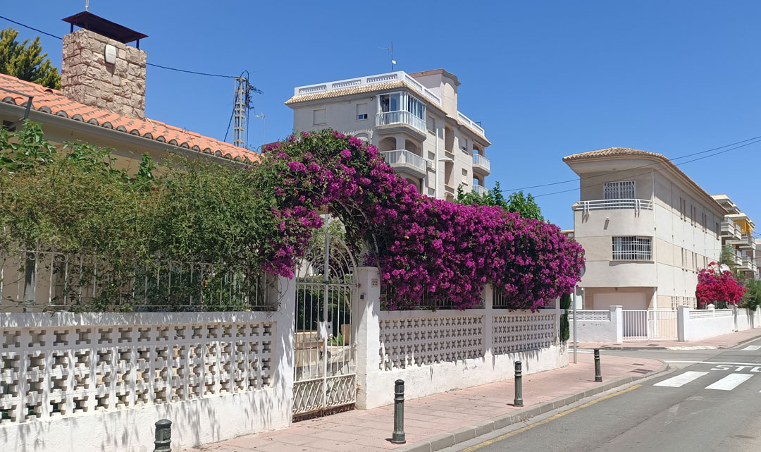 Bougainvillea en valla