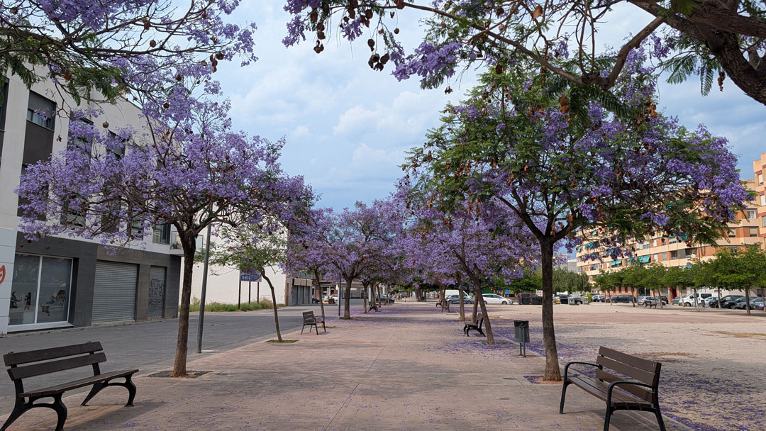 Jacaranda mimosifolia