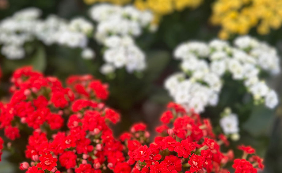 Colección de kalanchoes