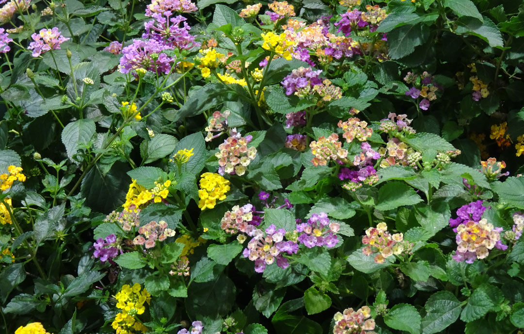 Lantana camara en Albogarden, Valencia