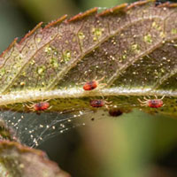 Tetranychus urticae, araña roja