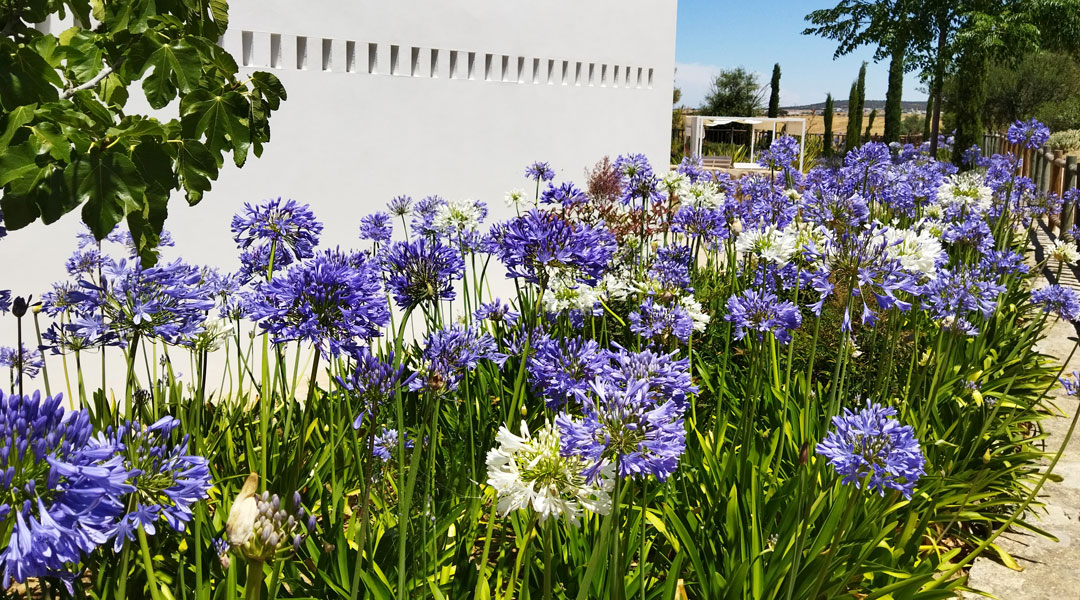 Agapanthus africanus en jardín