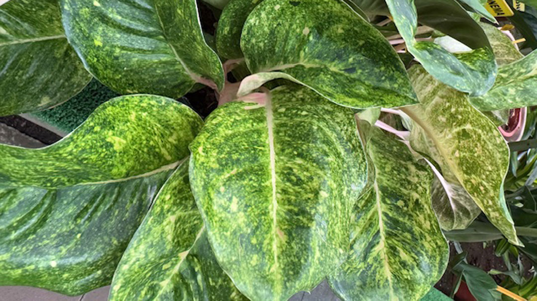 Aglaonema en Albogarden