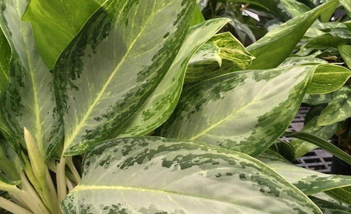 Aglaonema 'Golden bay'