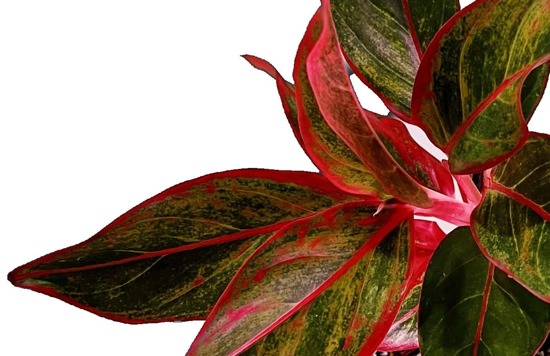 Aglaonema