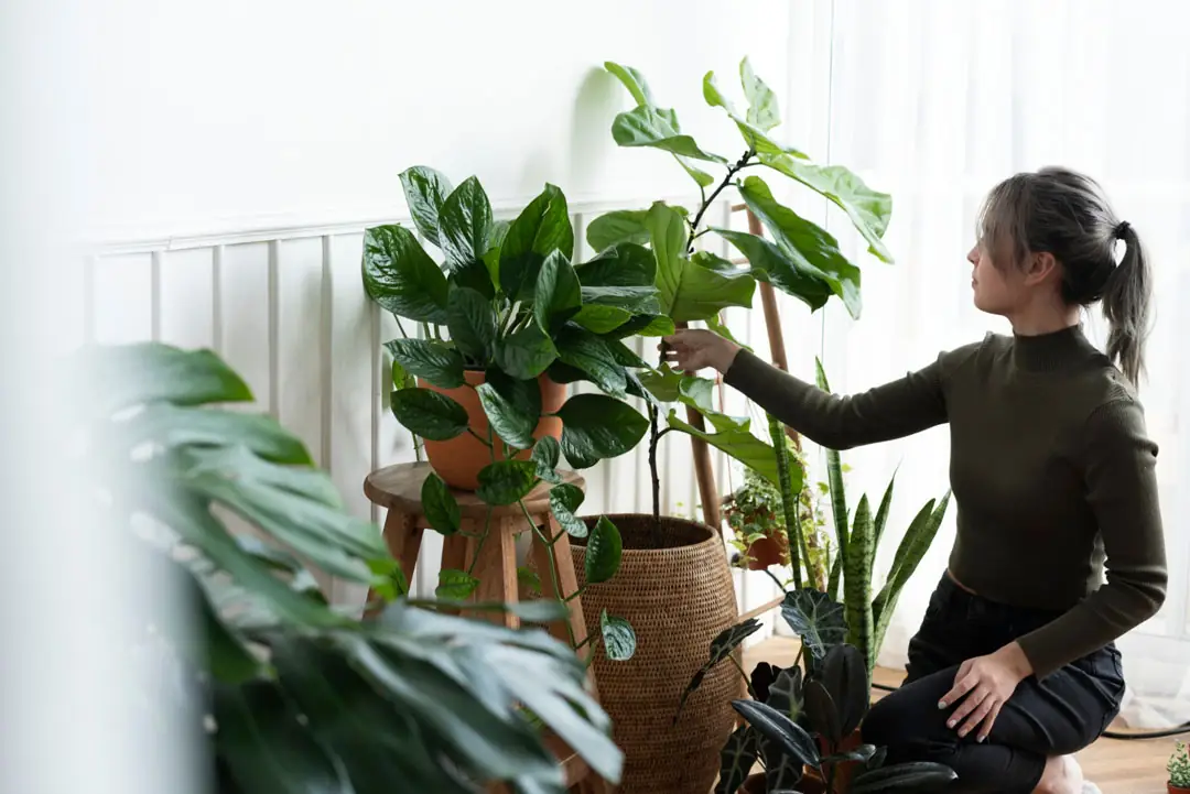 Plantas de interior, agrupar