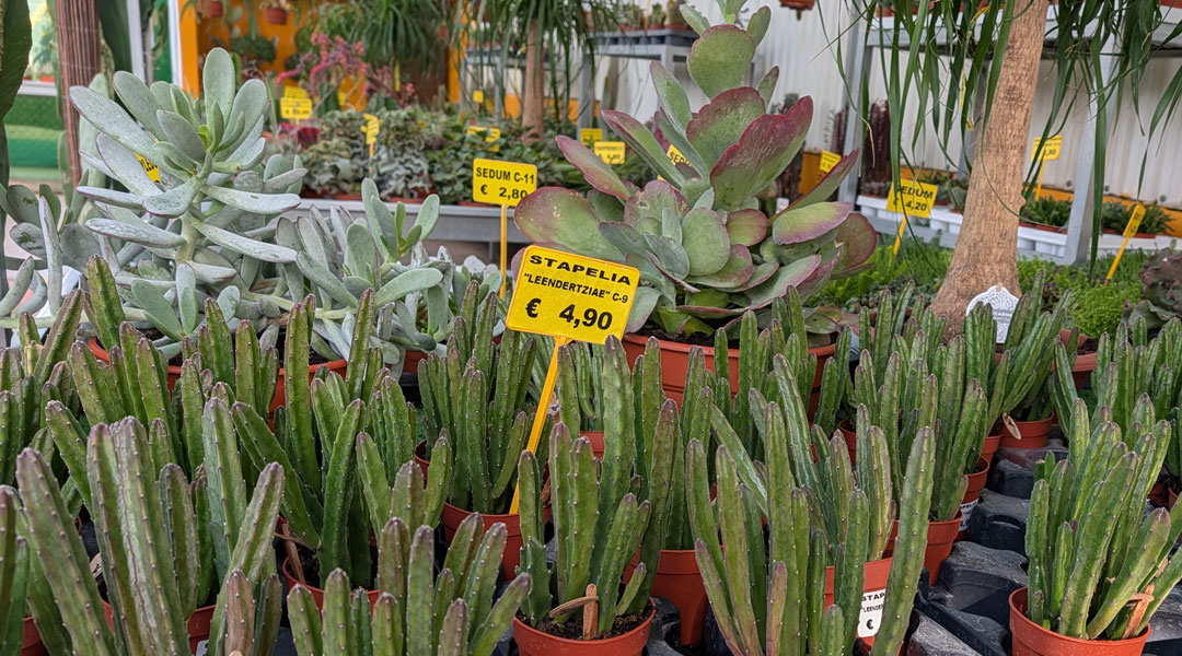 Cactus en Al bogarden