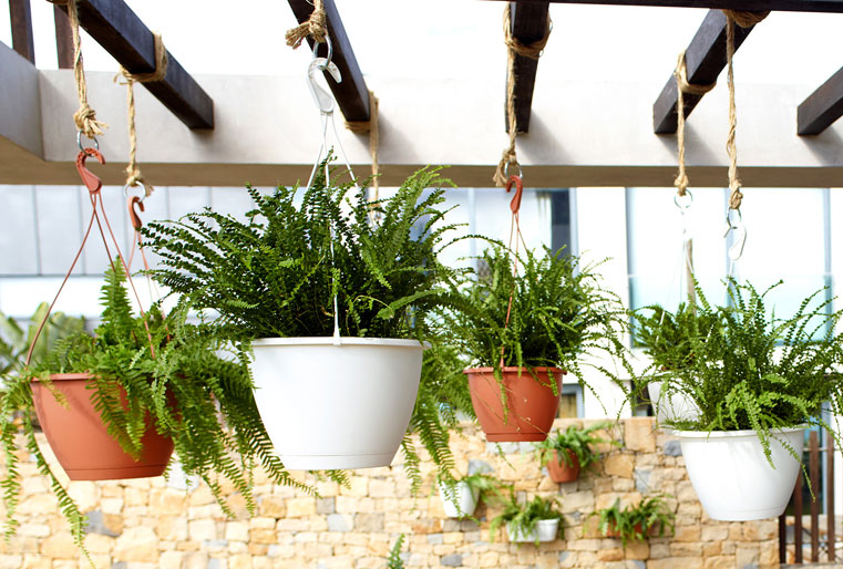 Maceta colgar Algarve en Albogarden