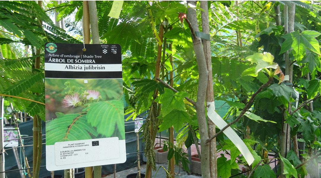 Árboles de sombra en Albogarden, Albizia Árboles de sombra en Albogarden, Albizia