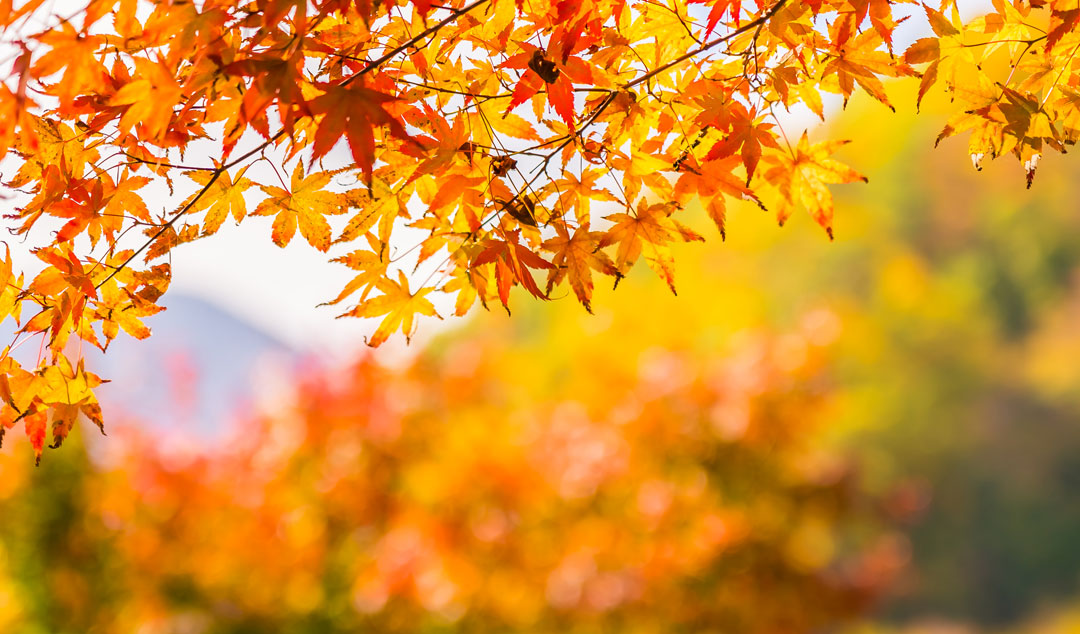 Arce japones, Acer palmatum
