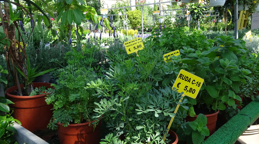 Aromáticas en Albogarden