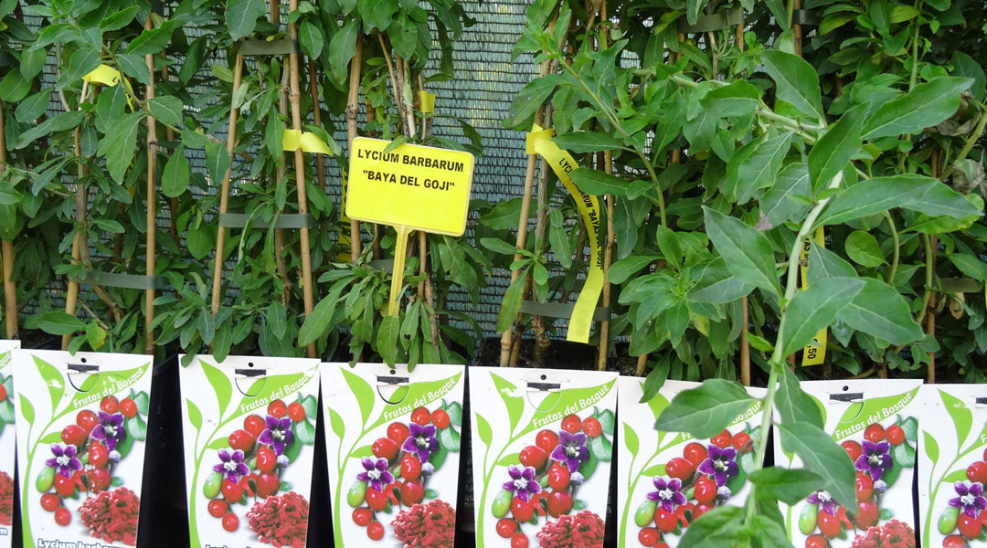 Bayas de Goji en Albogarden