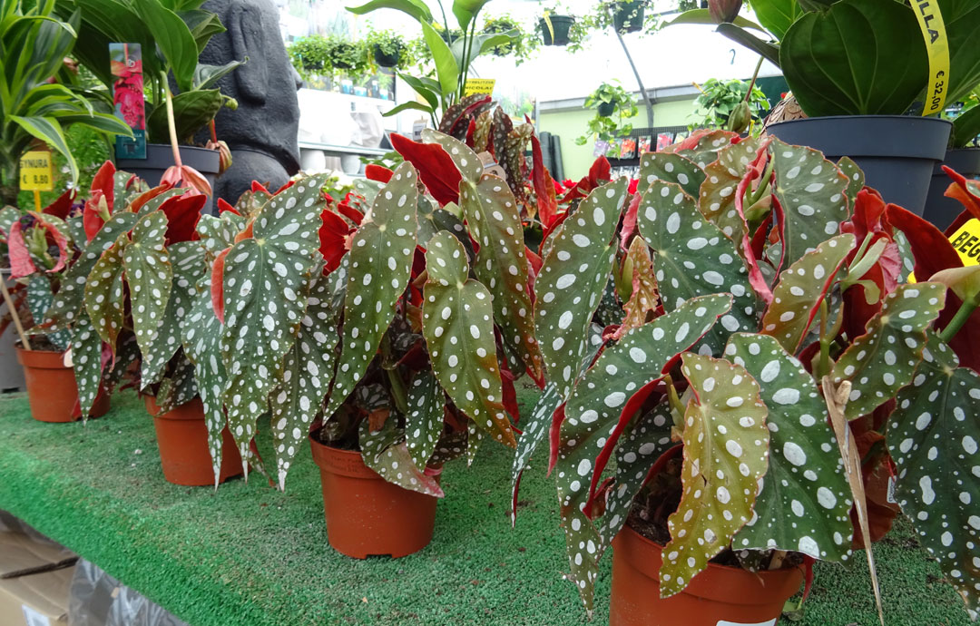 Begonia maculata en Albogarden.