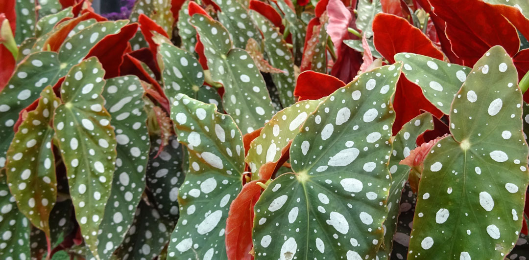 Begonia maculata en Albogarden, follaje.