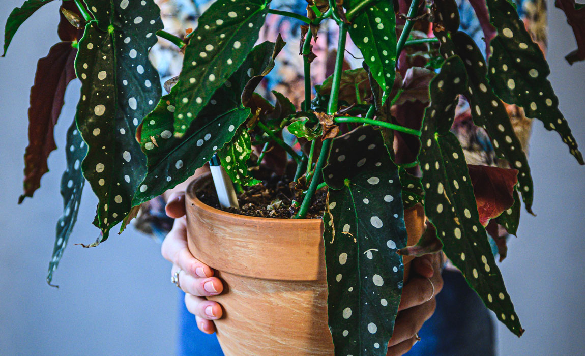 Begonia maculata