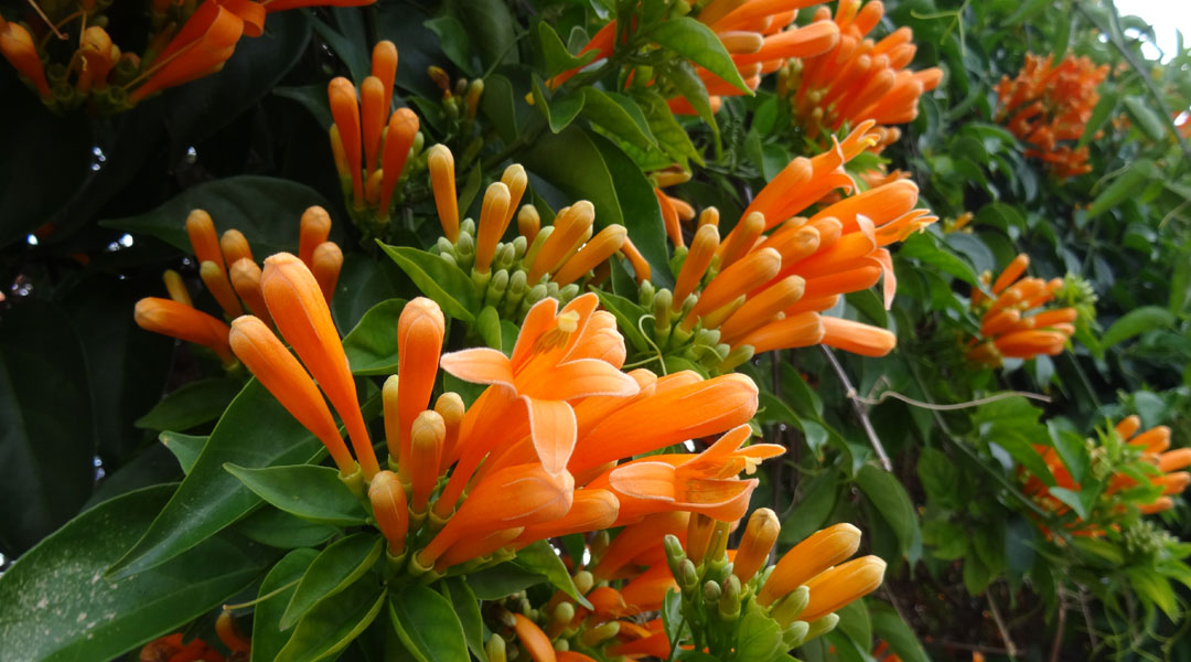 Bignonia