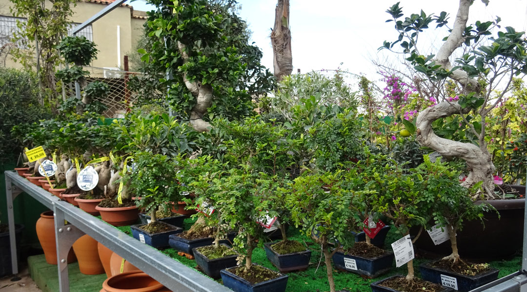 Sección de Bonsáis en Albogarden Sección de Bonsáis en Albogarden