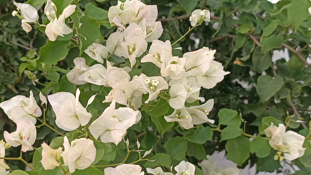  Bougainvillea blanca