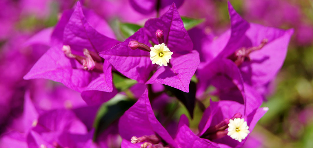 Bougainvillea sanderiana ‘Alexandra’