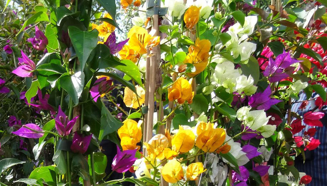 Bougainvilleas en Albogarden